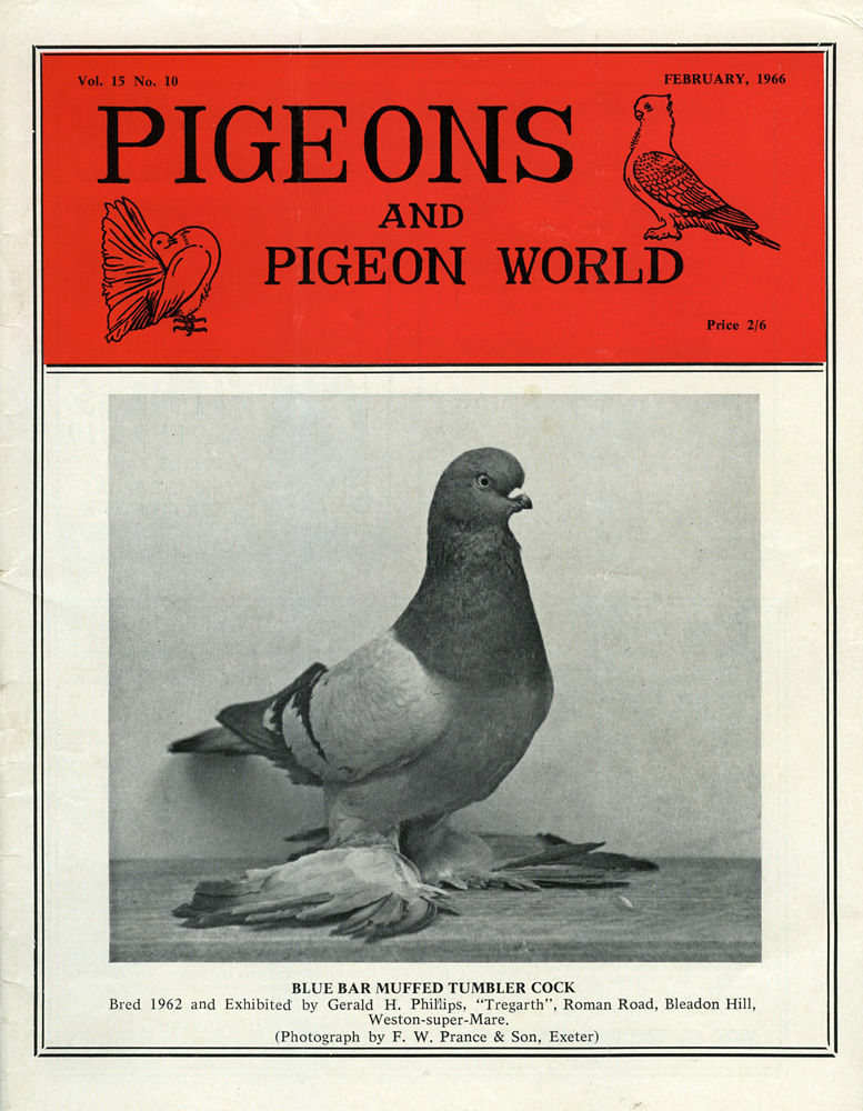 pigeonworld illustration